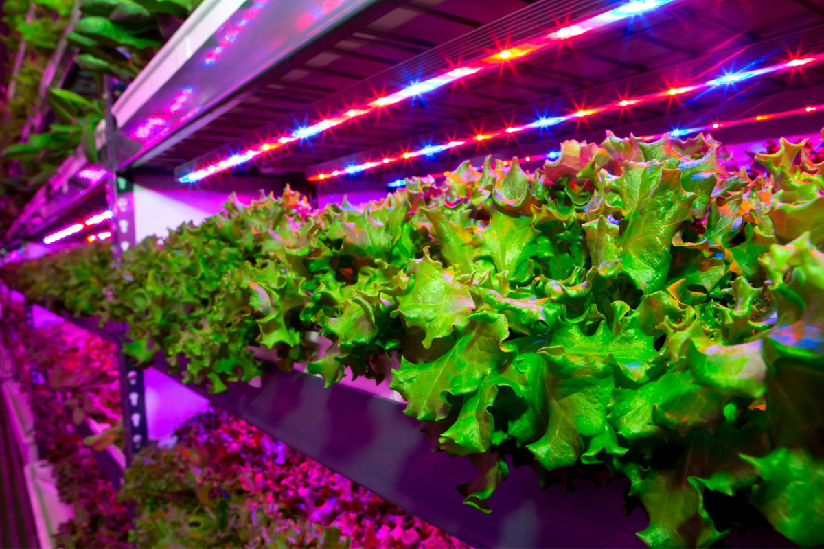 Vertical farm growing lettuce with LED horticulture lights